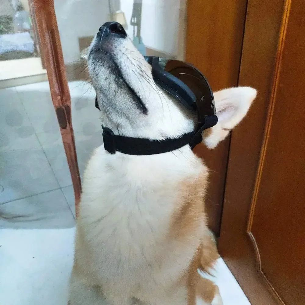 Ultimate Dog Eye Protectors